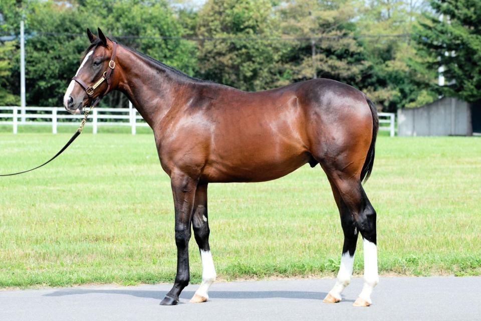 　スマートレイアーの２４（インゼルサラブレッドクラブ提供）