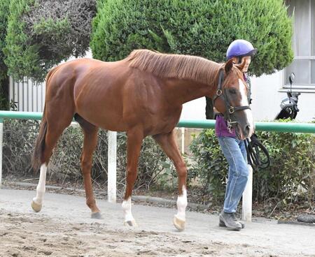 【セントウルＳ】トウシンマカオ　悲願Ｇ１へスタートダッシュ決める　阪神芝６Ｆ２戦２勝で舞台申し分なし