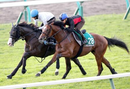 【札幌２歳Ｓ】ショウナンガルフ　水気を含んだ力の要る馬場でもいい動き！　須貝厩舎連覇へ手応えアリ