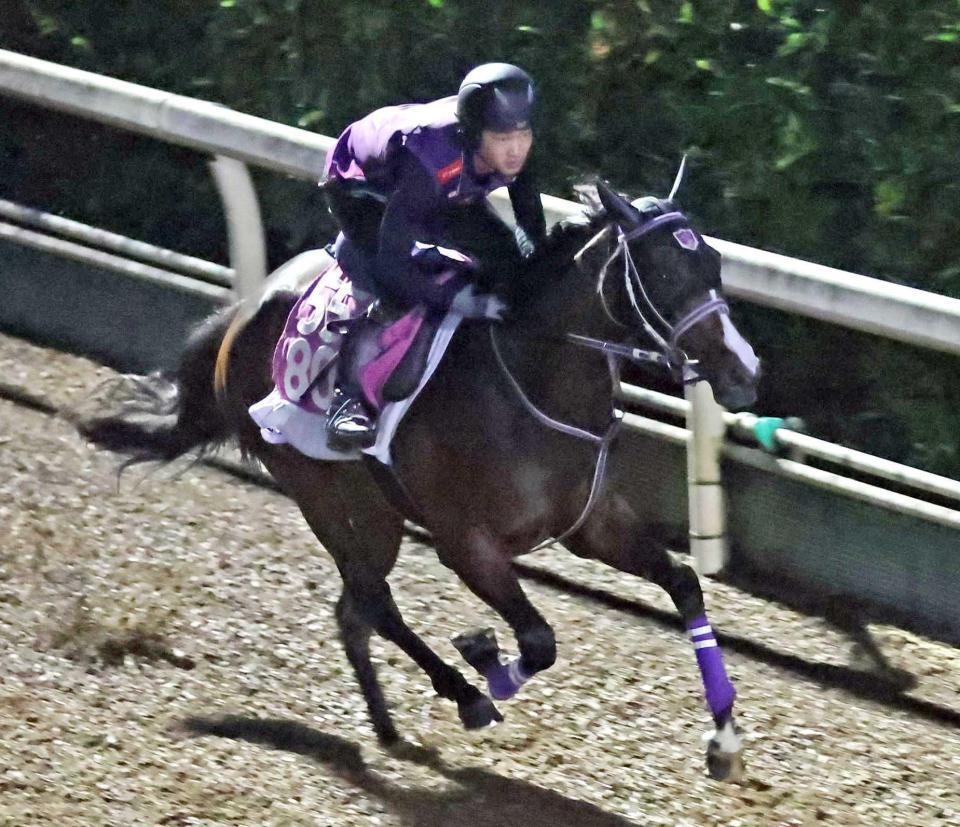 　栗東坂路で追い切るリンクスティップ