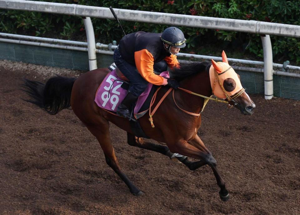 　栗東坂路を力強く駆け上がるチェルビアット