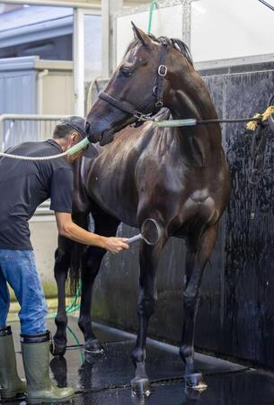 　手入れを受けるパーシャングレー