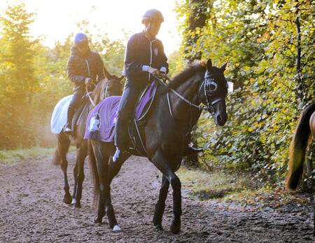 凱旋門賞前哨戦に向けダービー馬クロワデュノール調整順調「馬の状態自体はいい」　枠順は７頭立ての５番に決定