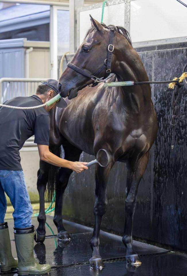 　手入れを受けるパーシャングレー