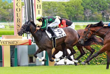 　新馬戦を快勝したシラヌイ（撮影・石湯恒介）