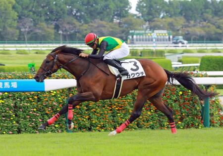 初勝利を挙げたカクウチ＝阪神競馬場