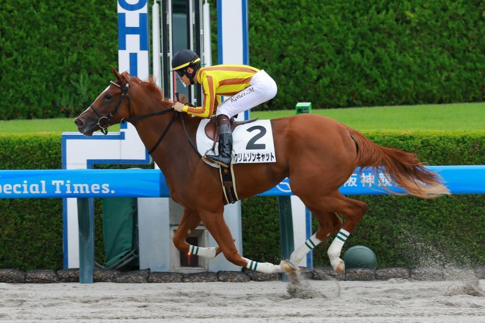 　新馬戦を快勝したクリムゾンキャット（撮影・石湯恒介）