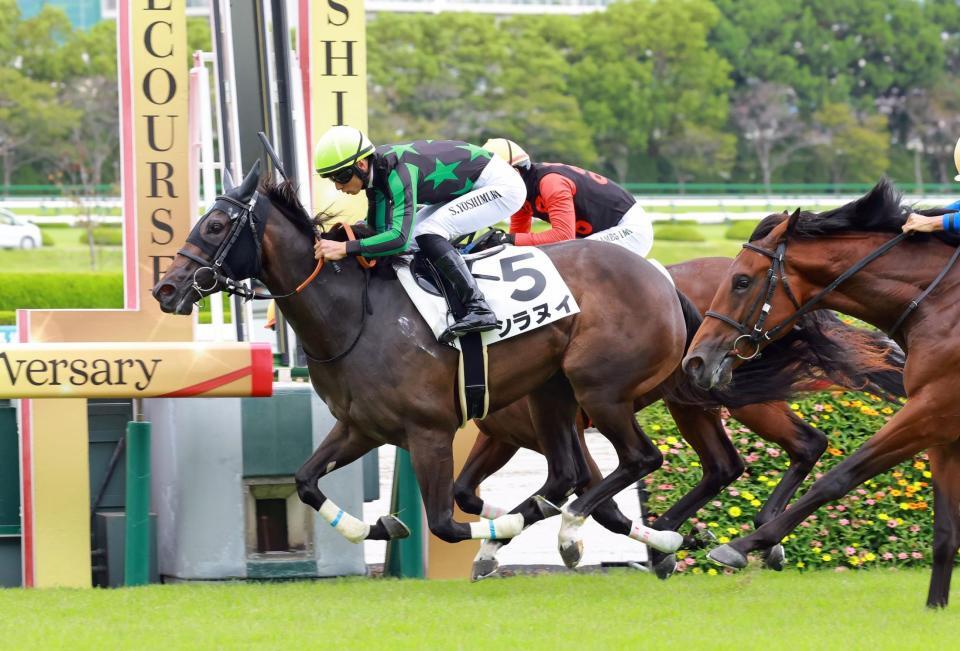 　新馬戦を快勝したシラヌイ（撮影・石湯恒介）