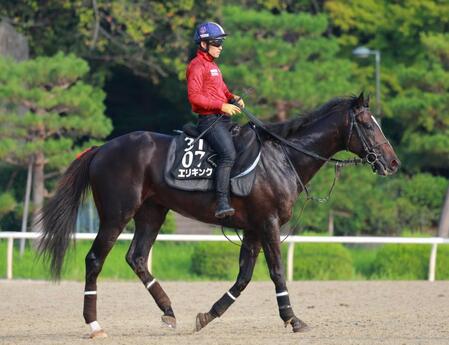 　データ班がプッシュするエリキング