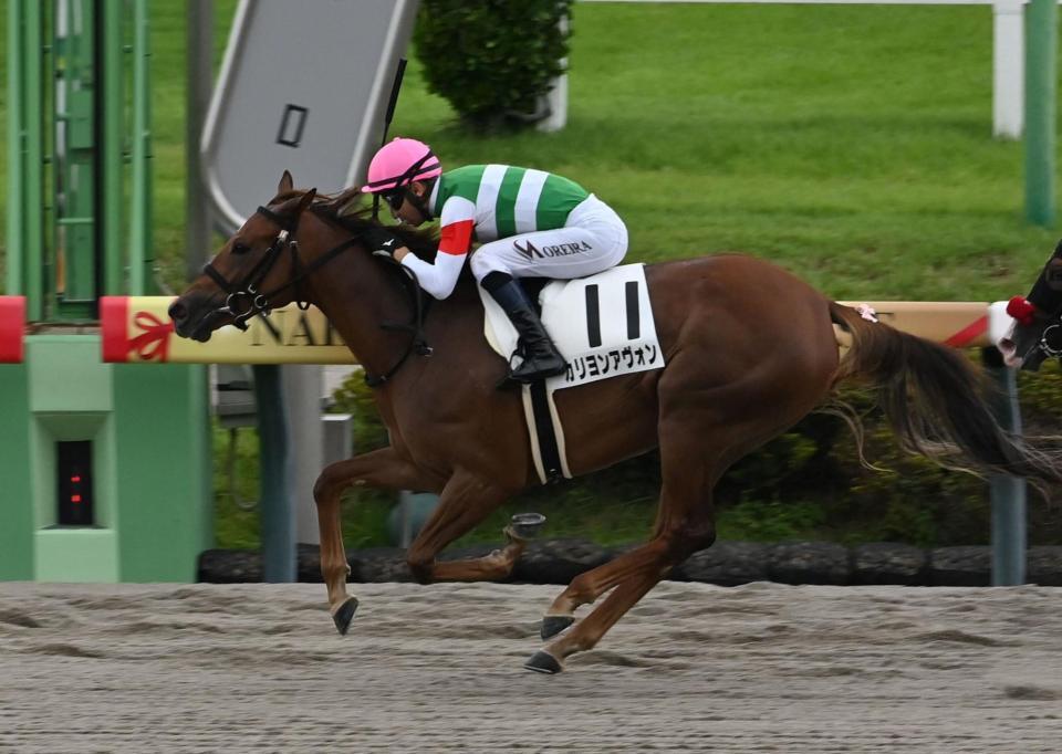 ６Ｒメイクデビュー中山を制したカリヨンアヴォン＝中山競馬場（撮影・持木克友）