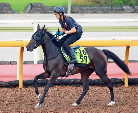 　注目の良血馬アランカール