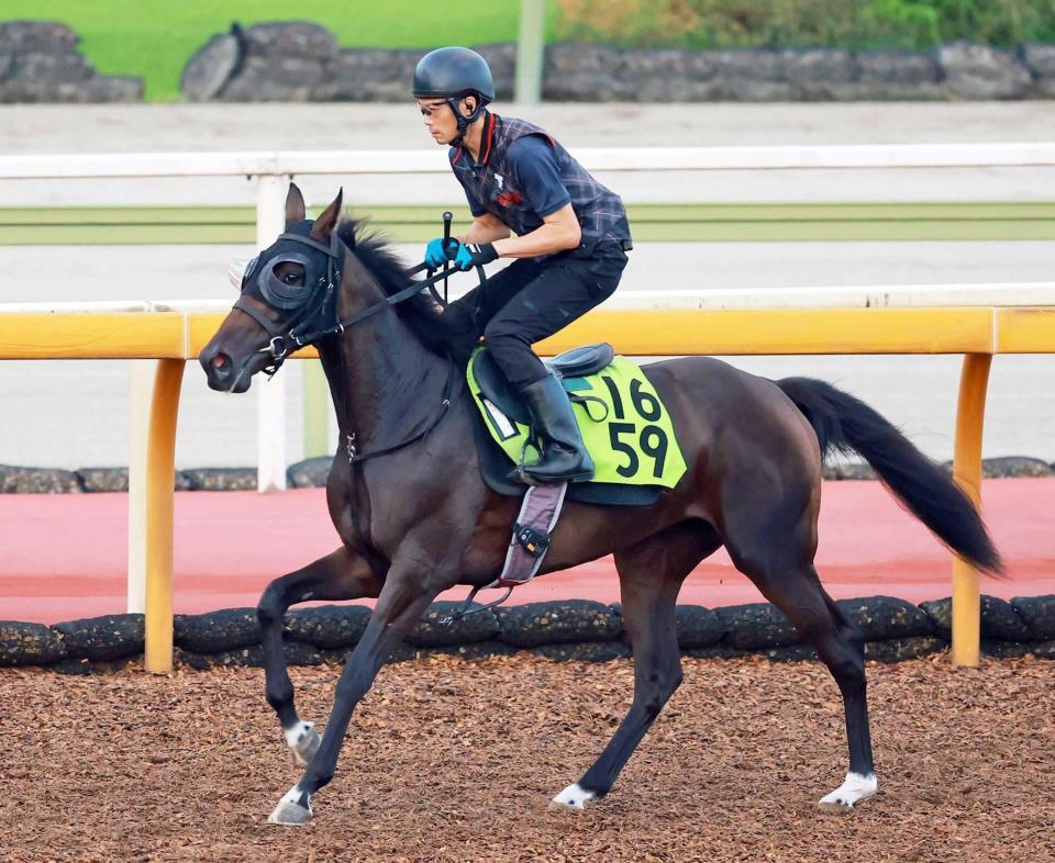 　注目の良血馬アランカール