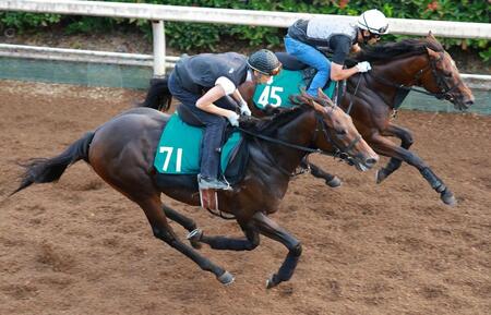 【新馬戦】カルロット　血統は堅実、異父兄ステルヴィオ譲りの底力も十分　武幸師「体も気持ちもちょうどいい状態」