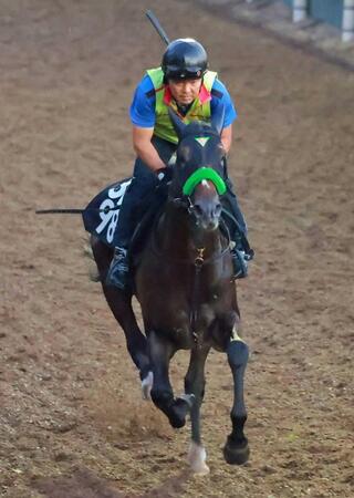 【神戸新聞杯】ジョバンニ　迫力満点走　前進気勢も抜群！仕切り直しの一戦へ杉山晴師も手応え「気持ちの面で余裕持てている」