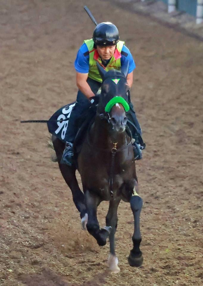 　栗東坂路で好反応を見せたジョバンニ（撮影・石湯恒介）