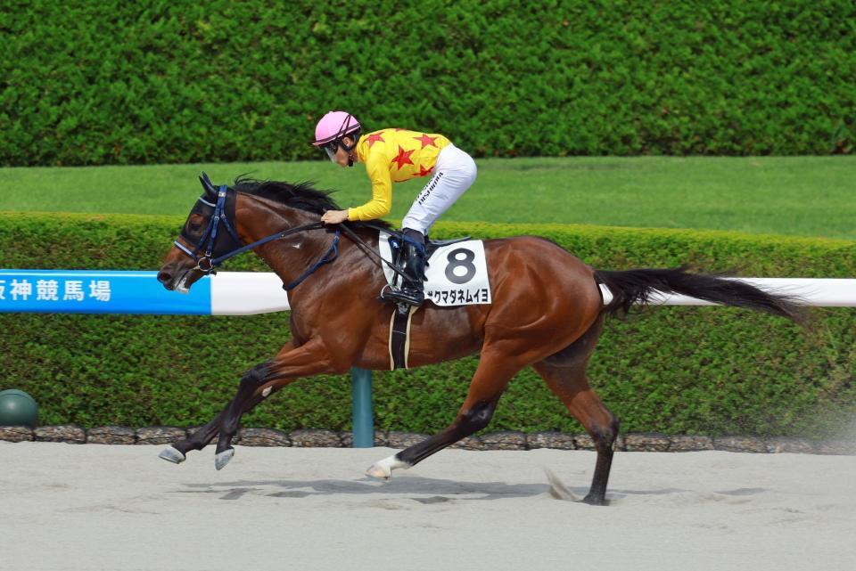 　新馬戦を制したボクマダネムイヨ（撮影・石湯恒介）