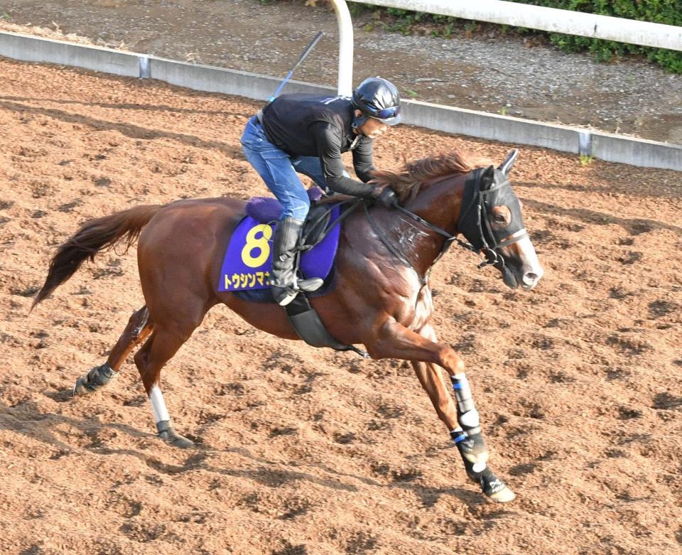 レースに向け調整されるトウシンマカオ