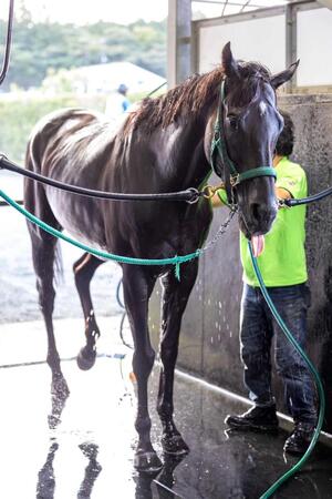 【スプリンターズS】ルガル 連覇でスプリント界の王座復権 昨年は骨折明けV 杉山晴師「順調度が違う」