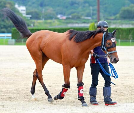 【スプリンターズＳ】ジューンブレア　舞台相性は抜群　大倉助手「鞍上は豊さんですから」レジェンドに全幅の信頼