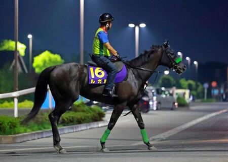 【スプリンターズS】ルガル 無事輸送完了 唯一の不安は8枠15番 名手・川田に全て託す