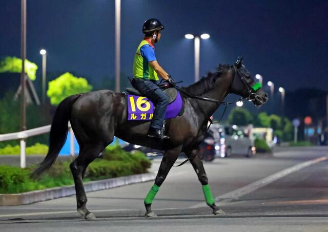 スプリンターズS】ルガル 無事輸送完了 唯一の不安は8枠15番 名手