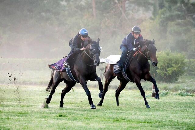 凱旋門賞】クロワデュノール過去最高の出来 前哨戦での失敗を糧に完璧
