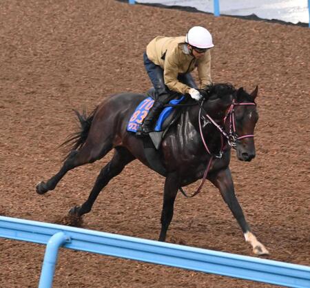 　レースに向けて仕上げに余念がないシリウスコルト（撮影・持木克友）