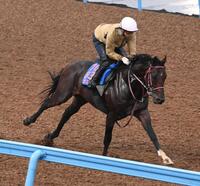 　レースに向けて仕上げに余念がないシリウスコルト（撮影・持木克友）