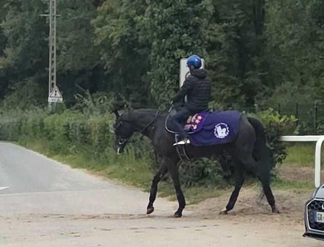 　調教を終えて厩舎に戻るクロワデュノール