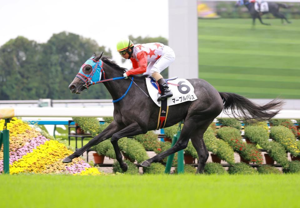 　新馬戦を快勝したマーブルパレス（撮影・石湯恒介）