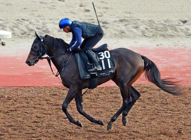 JRA　競馬　’91世界最強3歳馬アラジ号　写真（額入り） サウジアラビアRC】アスクエジンバラ いざ試金石の一戦 マイルの流れ