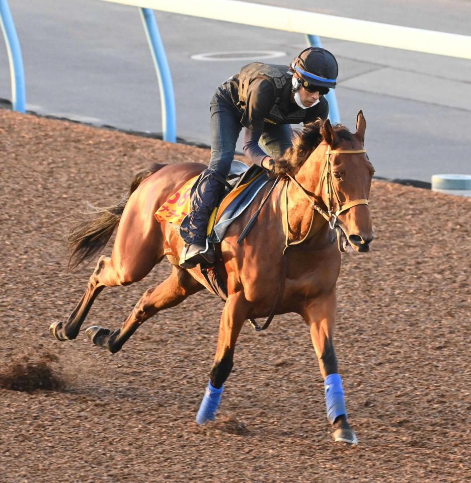 　美浦Ｗで充実ぶりをアピールしたカナテープ（撮影・持木克友）