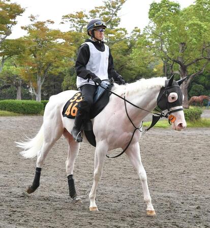 【新馬戦】スーホ　１１日東京４Ｒで世代２頭目の白毛初陣Ｖへ　上原佑師「スピードに乗れば動けます」