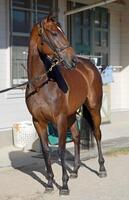 　母系から大舞台での強さを受け継ぐジョスラン