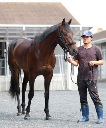 セントライト記念快勝のミュージアムマイルが天皇賞・秋でＣ・デムーロと再コンビ