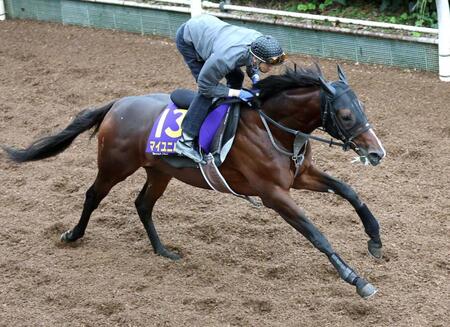 　栗東坂路で追い切るマイユニバース