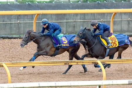 【菊花賞】高柳瑞師 エネルジコの軽快走に太鼓判 雨予報&未知の距離も「折り合いもつくので、何とかこなしてくれる」