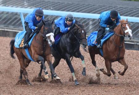 　ウッドチップコースでチャーリー（左）、レイニング（右）と併せて追われるアマキヒ（中央）
