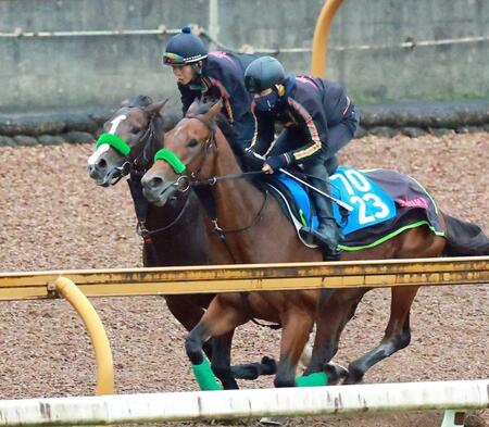【菊花賞】距離延長にアマキヒとレッドバンデが好感触　ゲルチュタールはまさに菊向き本命候補