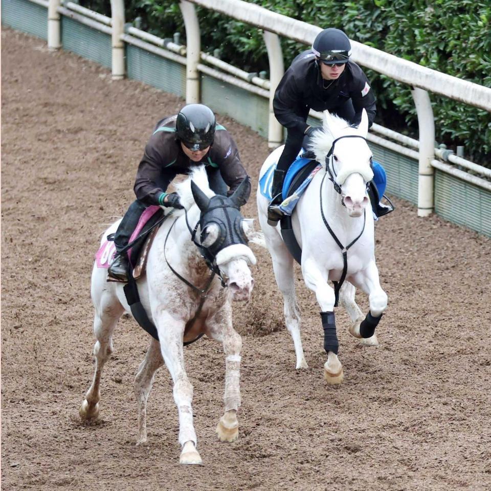 　栗東坂路で兄カルパ（右）を突き放したマルガ（撮影・中田匡峻）