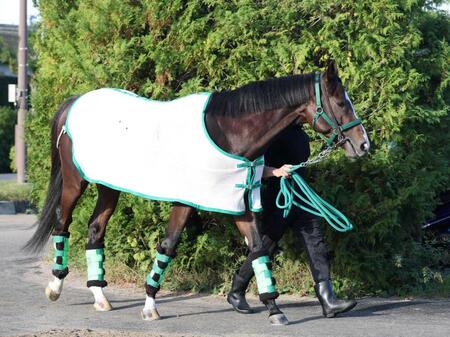【菊花賞】ゲルチュタール　仕上がり万全　６枠１２番に陣営好感触「内を見ながら運べるし、いい枠」