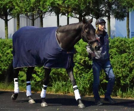 　母の背中を追い掛け、Ｇ１獲りに挑むミラージュナイト（撮影・中田匡峻）