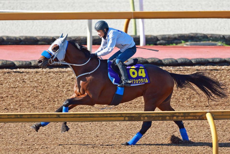 　栗東ＣＷを単走で追われたメイショウタバル（撮影・石湯恒介）