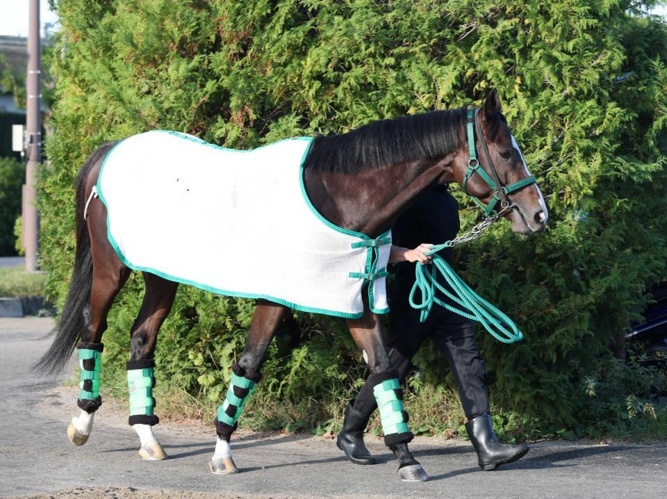 　小林がクラシック奪取を期待するゲルチュタール（撮影・中田匡峻）