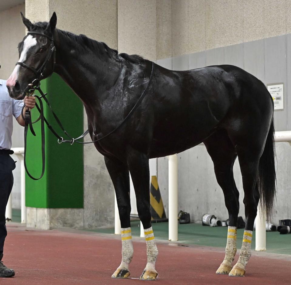 　フィロステファニ