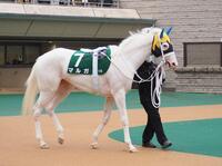 　アルテミスＳに出走したマルガ