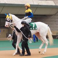 　アルテミスＳに出走したマルガと武豊