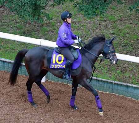 【菊花賞】ショウヘイ　「下り坂を使って、長くいい脚を使えれば」と友道師　「レース当日はホームランを打ってほしい」
