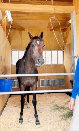 　決戦の地に到着して馬房でリラックスするアマキヒ＝京都競馬場