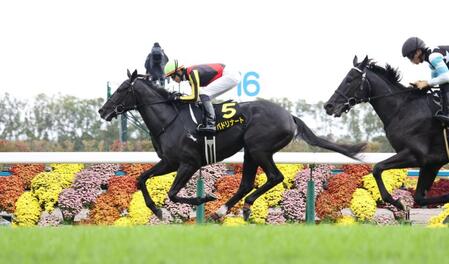 　萩Ｓを制したバドリナート（左）＝京都競馬場（撮影・中田匡峻）